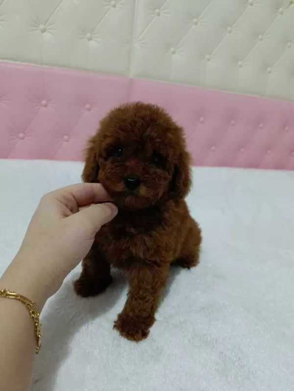 Mini Mini Toy Poodle Kore