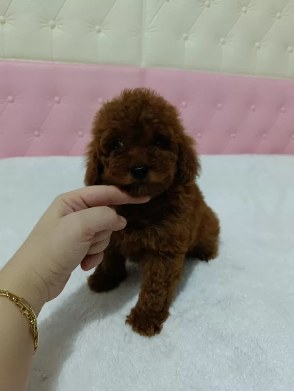 Mini Mini Toy Poodle Kore