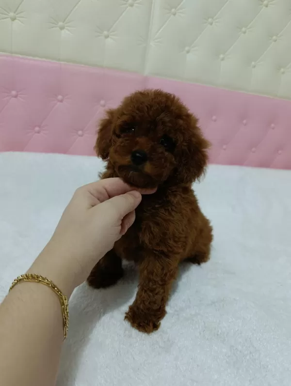 Mini Mini Toy Poodle Kore