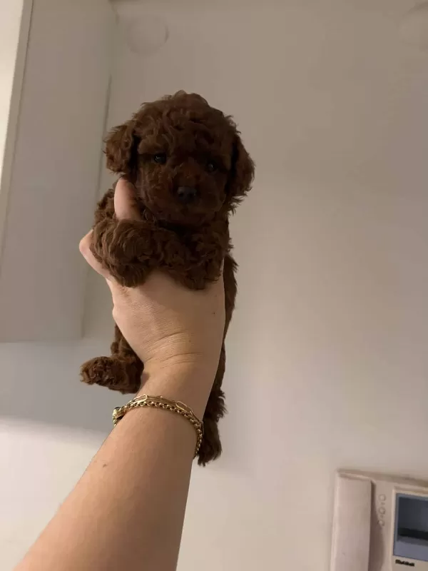Toy Poodle Bebeğimiz