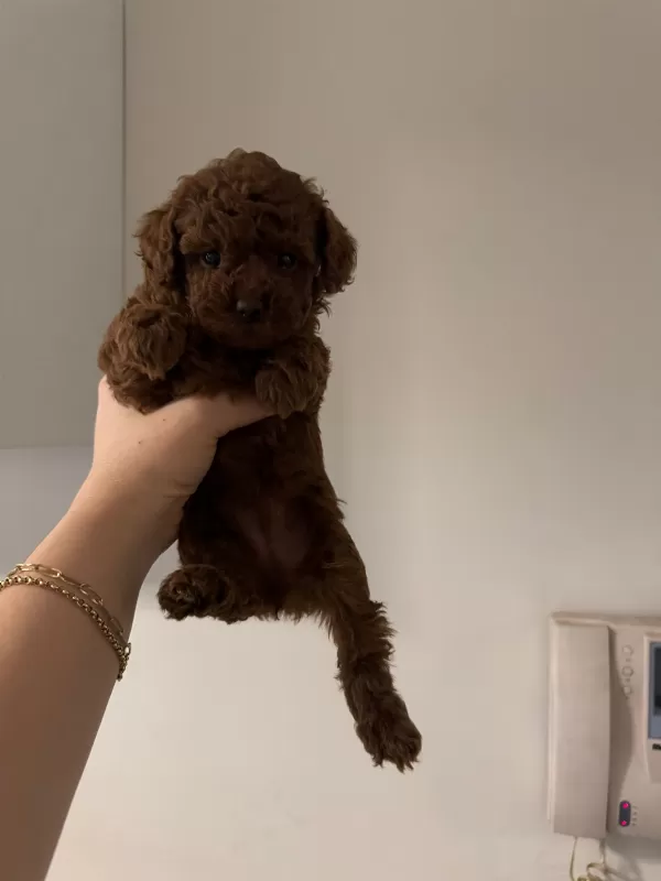 Toy Poodle Yavrularımız