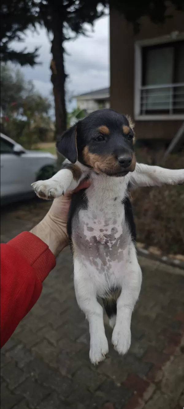 Fırlama Jack Russel Show Kalite