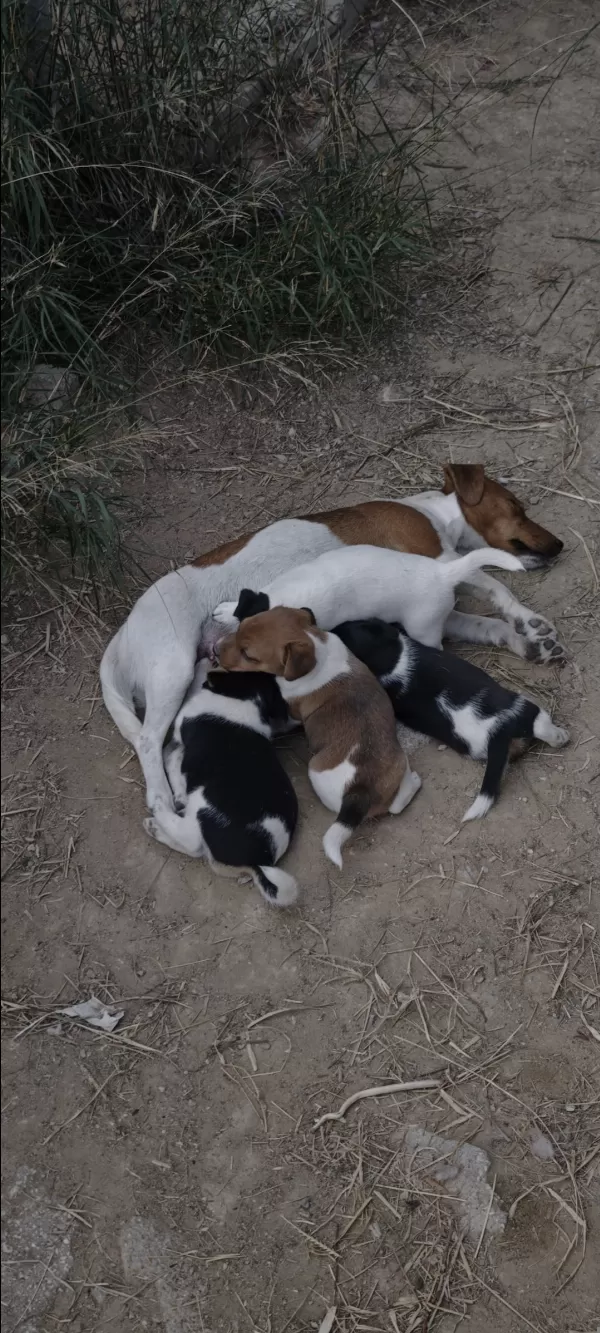 Fırlama Jack Russel Show Kalite