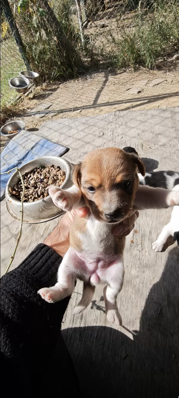 Fırlama Jack Russel Show Kalite
