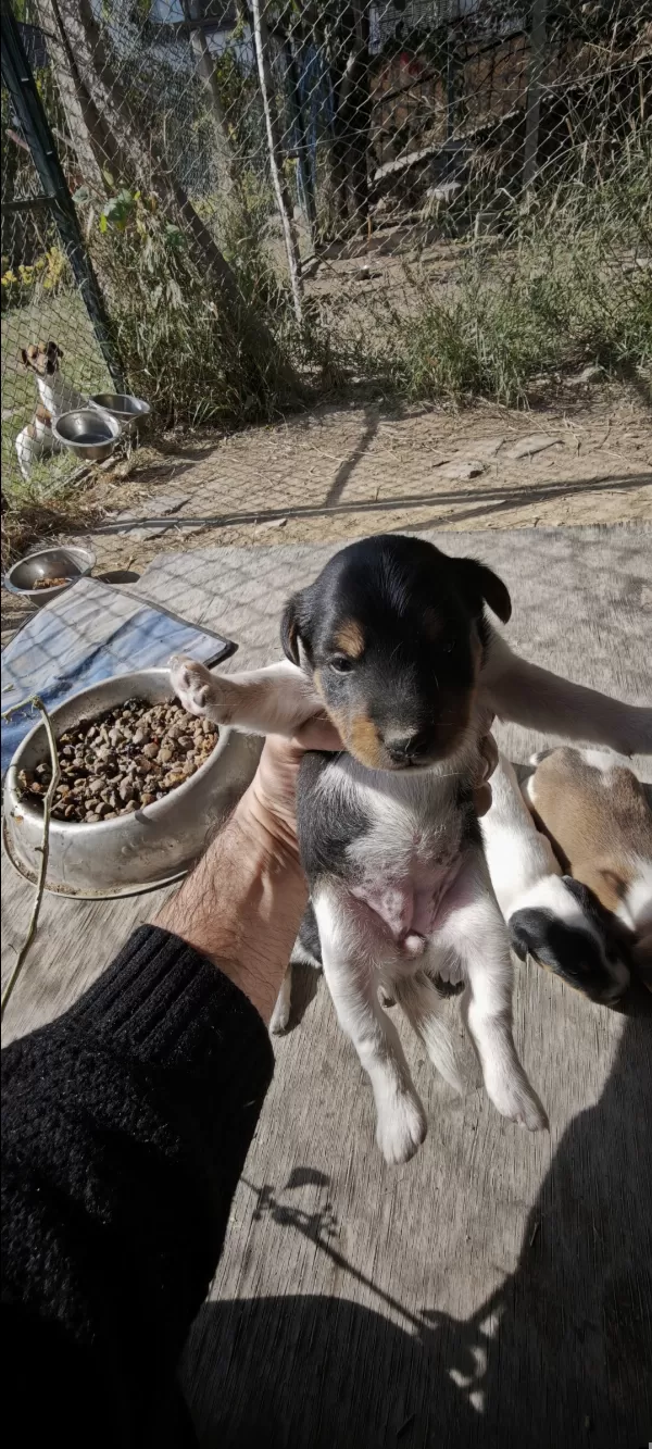 Fırlama Jack Russel Show Kalite