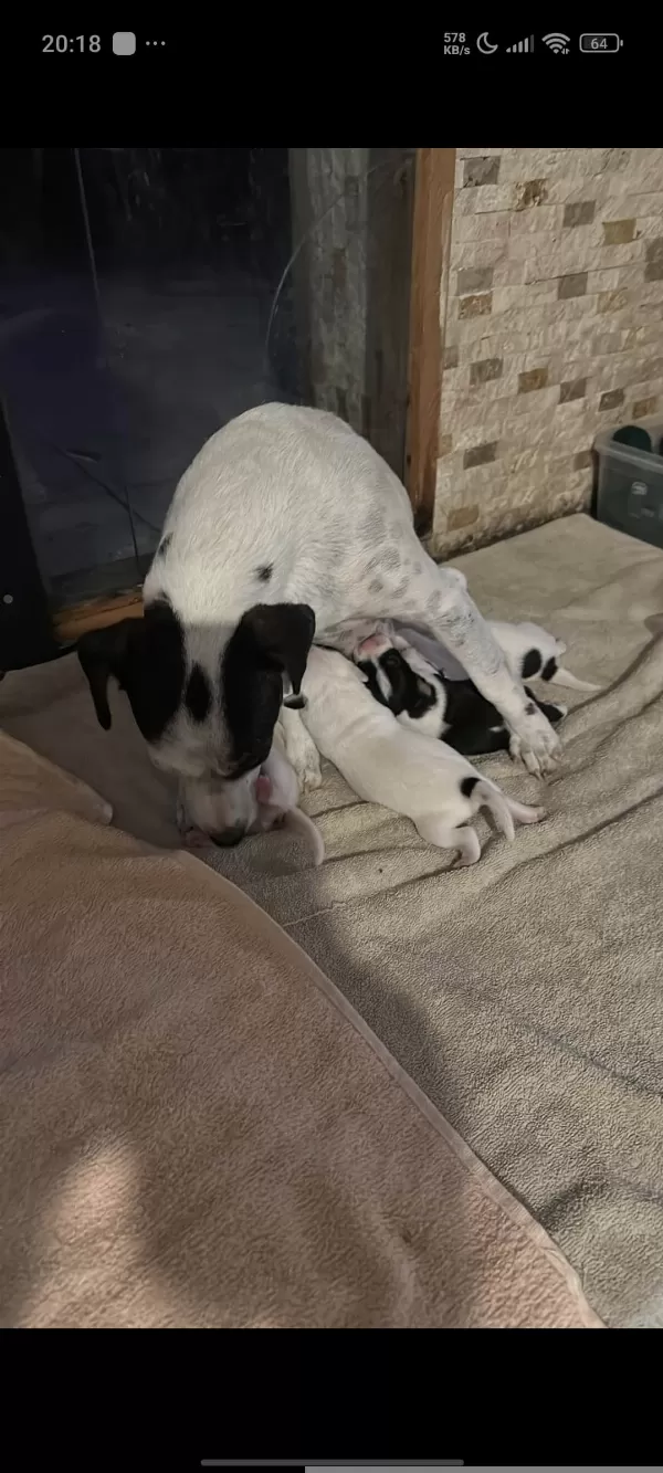 Fırlama Jack Russel Show Kalite