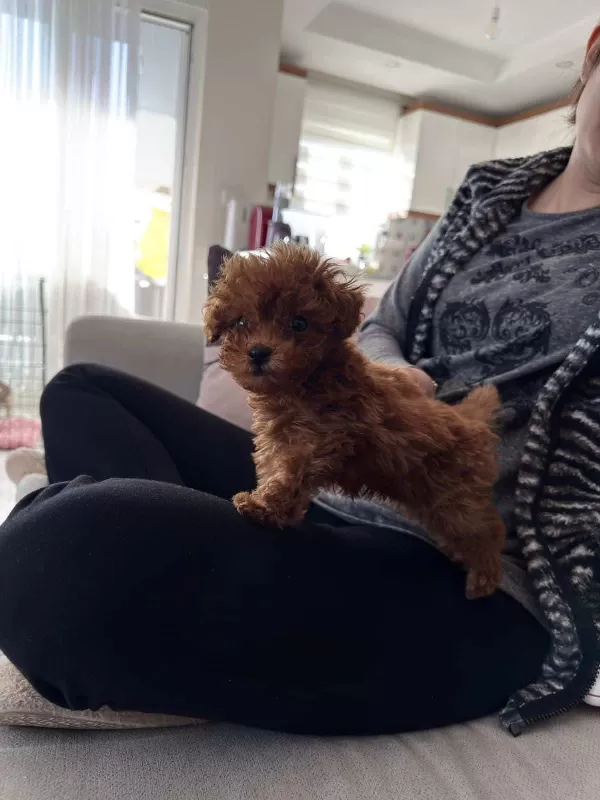2 Aylık Yavru En Küçük Boy Erkek Toy Poodle