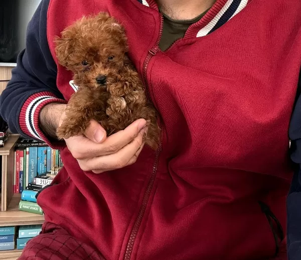 2 Aylık Yavru En Küçük Boy Erkek Toy Poodle
