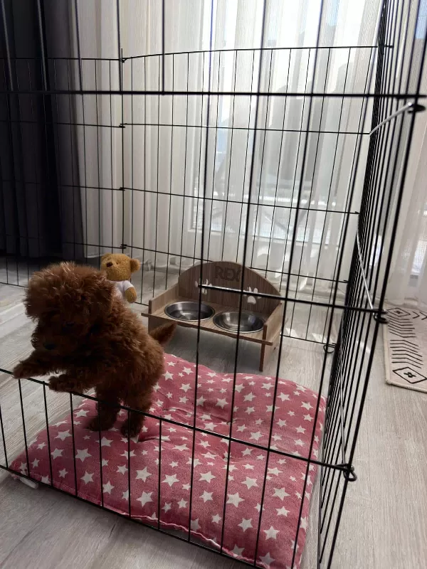 2 Aylık Yavru En Küçük Boy Erkek Toy Poodle