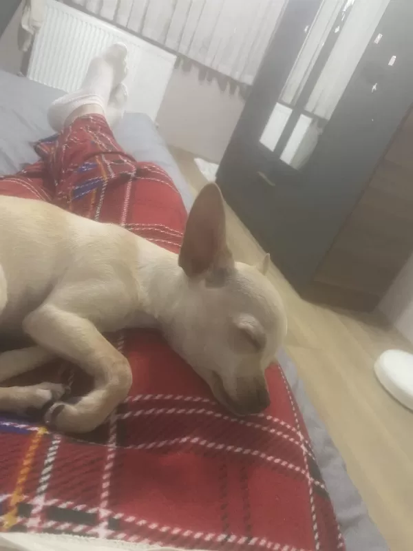 3 Aylık Chiahuahu Kızımı Sahiplendiriyorum