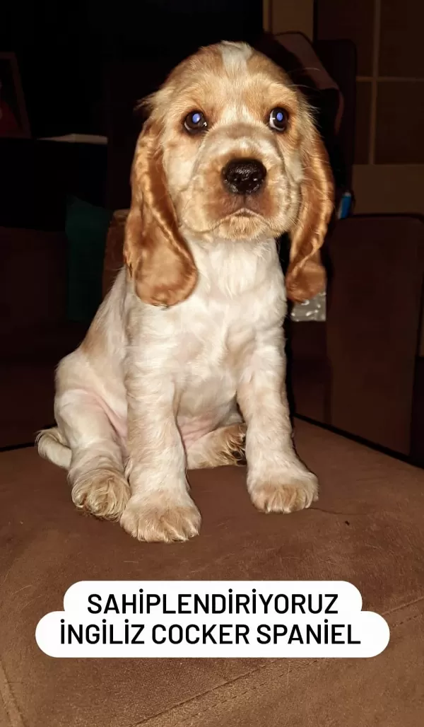 İngiliz Cocker Spaniel Kraliyet Ailesinden