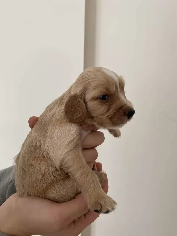Erkek Spaniel Cocker