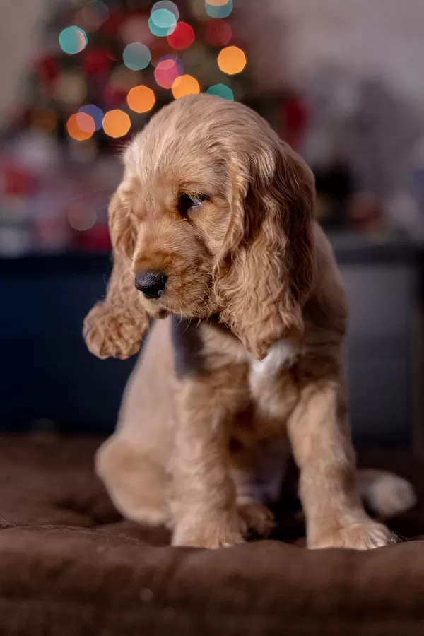 İngiliz Cocker Spaniel Kraliyet Ailesinden