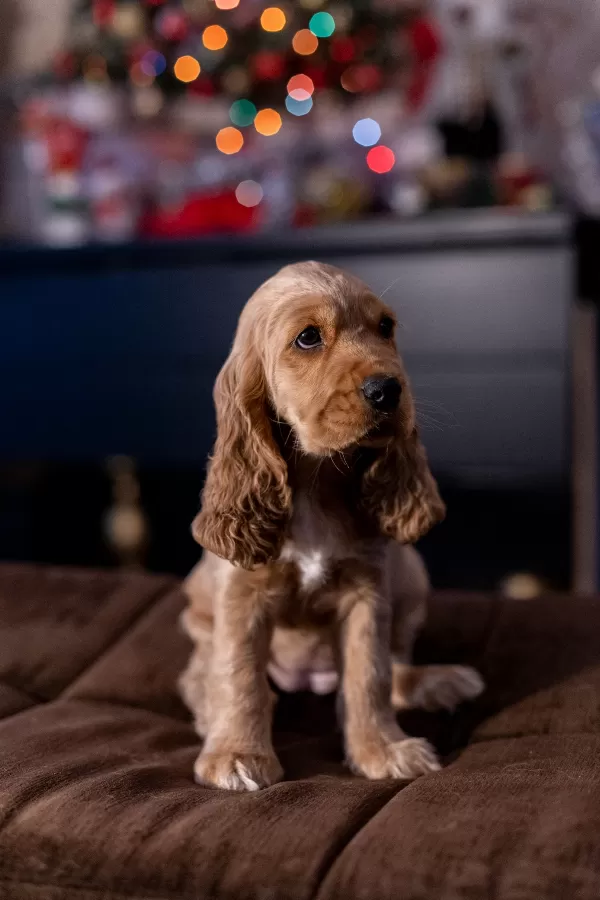 İngiliz Cocker Spaniel Kraliyet Ailesinden