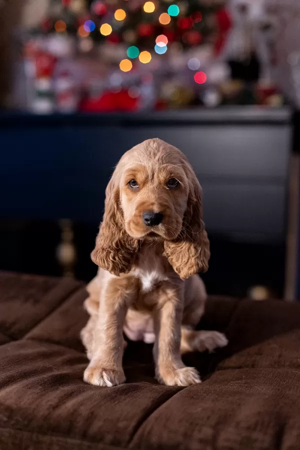 İngiliz Cocker Spaniel Kraliyet Ailesinden