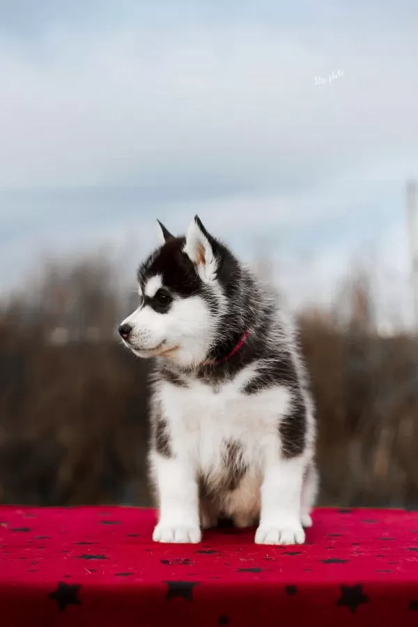 Safkan Husky Yavruları