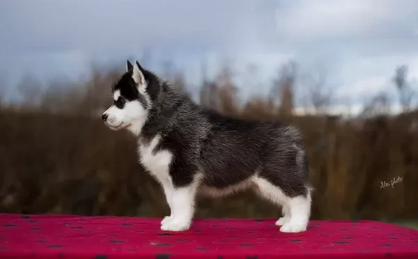 Safkan Husky Yavruları