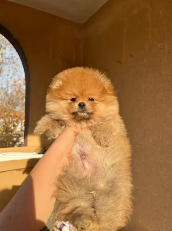 +++ Teddy Bear Boo Yavrumuz