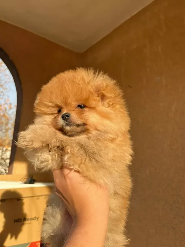 +++ Teddy Bear Boo Yavrumuz