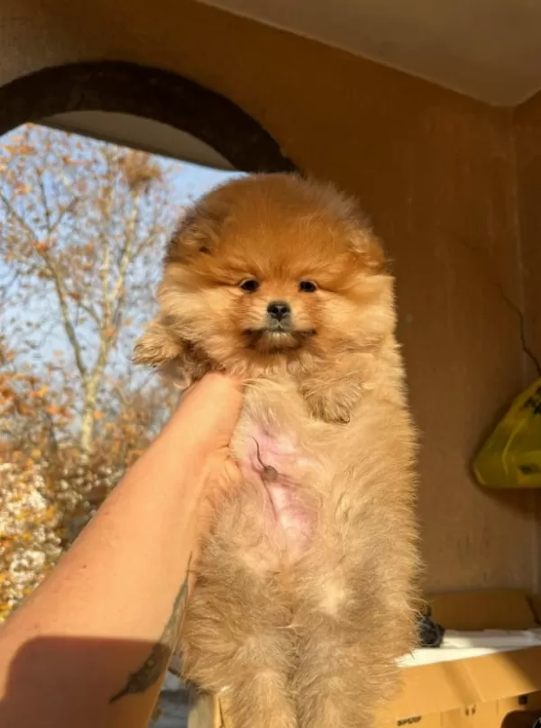 +++ Teddy Bear Boo Yavrumuz
