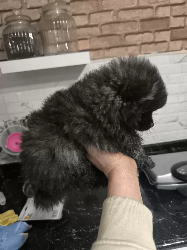 Merhaba Bebeğimiz Yeni Aile Ve Yuvasıyla Tanışmaya Hazırlar
