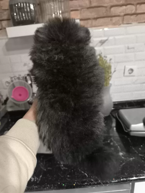 Merhaba Bebeğimiz Yeni Aile Ve Yuvasıyla Tanışmaya Hazırlar