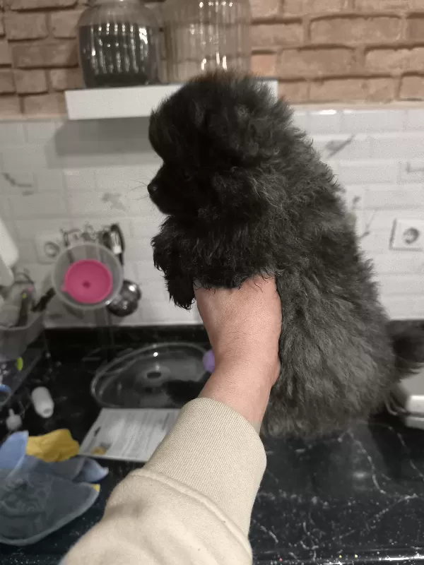 Merhaba Bebeğimiz Yeni Aile Ve Yuvasıyla Tanışmaya Hazırlar