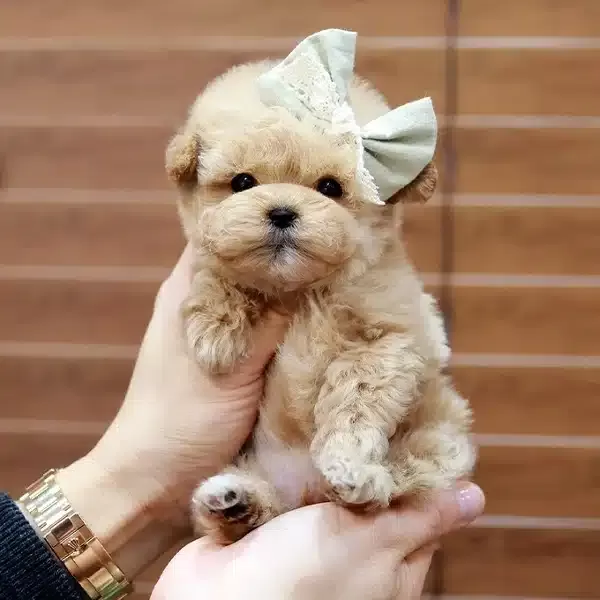 Dunyalar Tatlısı Toy Poodle Bebeklerimiz
