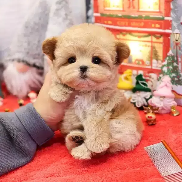 Dunyalar Tatlısı Toy Poodle Bebislerim