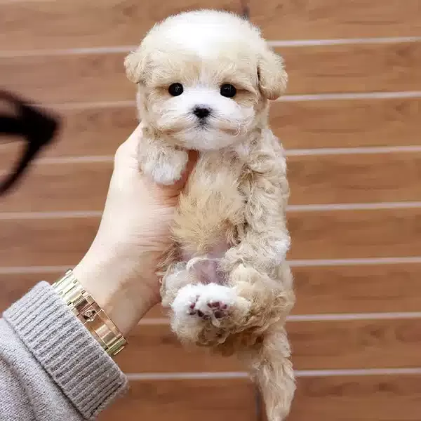 Koreden Gelen Ozel Kan Maltipoo Yavrularımiz