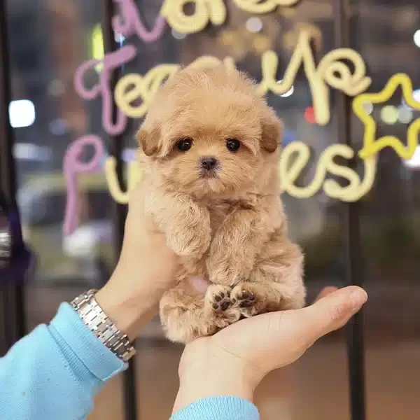 Maltipoo Bebişlerimiz Sahnede
