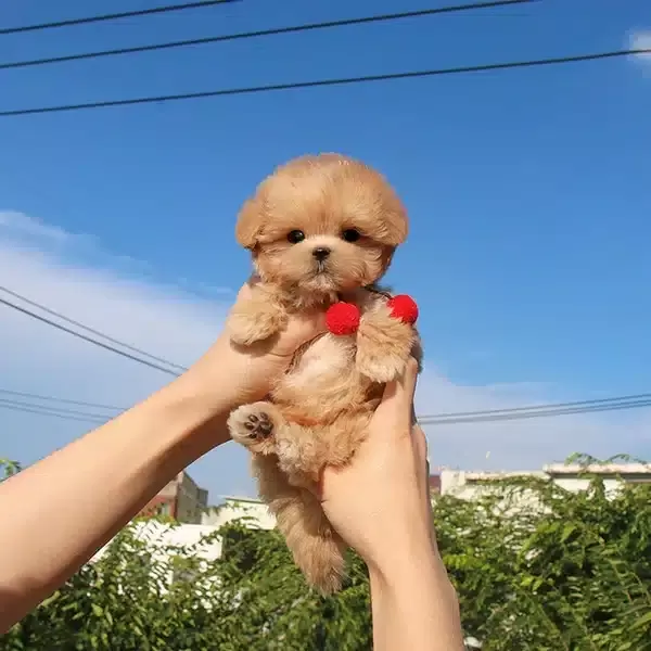 Ipeksi tüy Yapılı Korean Maltipoo Yavrumuz