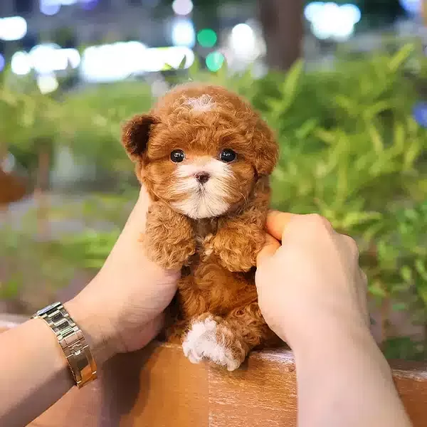 Safkan Irk Garantili Toy Poodle Yavrularım
