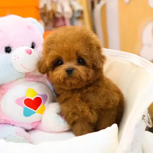 Yildiz Adayi Korean Export Toy Poodle Yavrularım