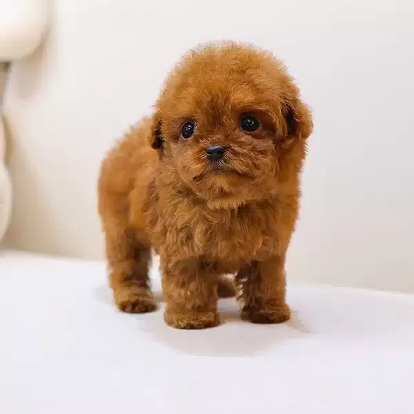 Teacup Boyutlu Akilli Toy Poodle Bebeklerimiz