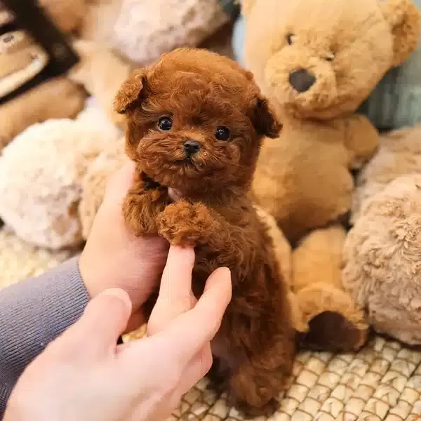 Teddy Face Korean Toy Poodle Bebişlerimiz