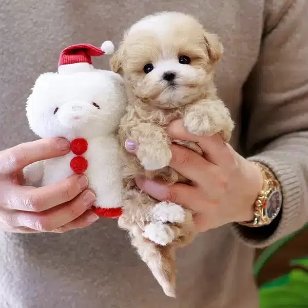 Koreden Gelen Ozel Kan Maltipoo Yavrularımiz