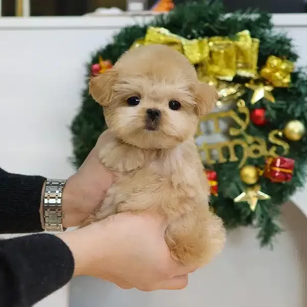 Gerçek Koreli Maltipoo Bebeklerim