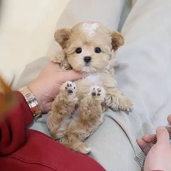 Ipeksi Guzellikteki Toy Poodle Bebislerim