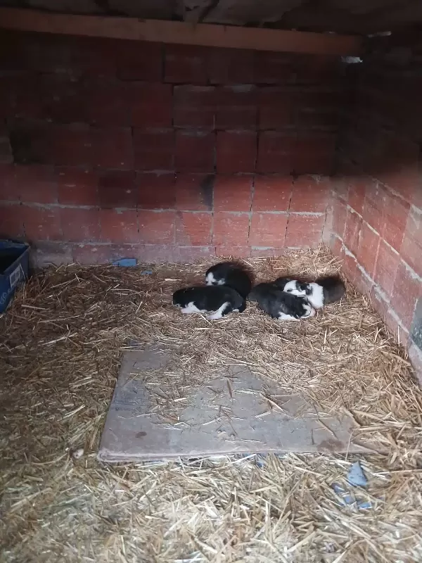 Sibirya Kurdu Husky
