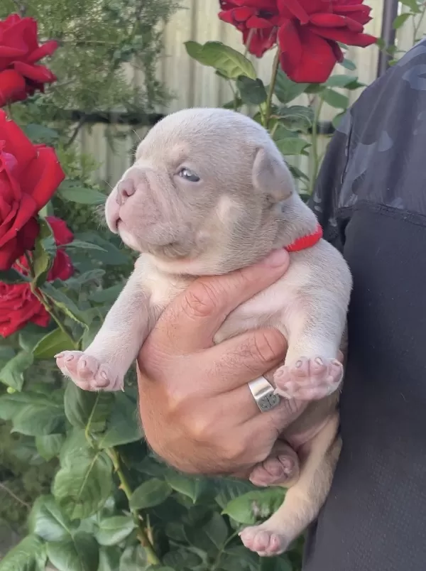 Veri Compact Micro Size With Strong Bloodline.