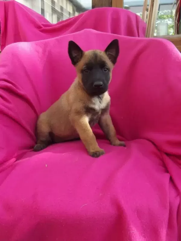 Belçika Malinois Yavruları