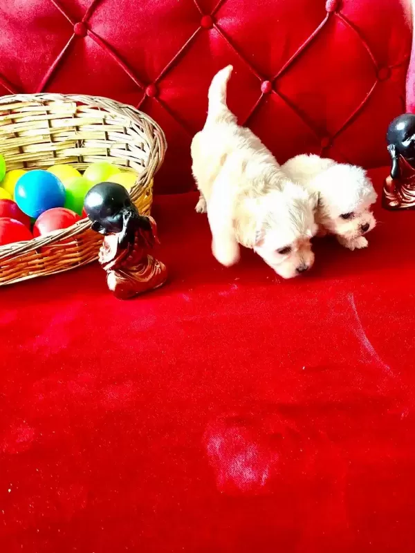 Maltese Terrier Bebeklerimiz
