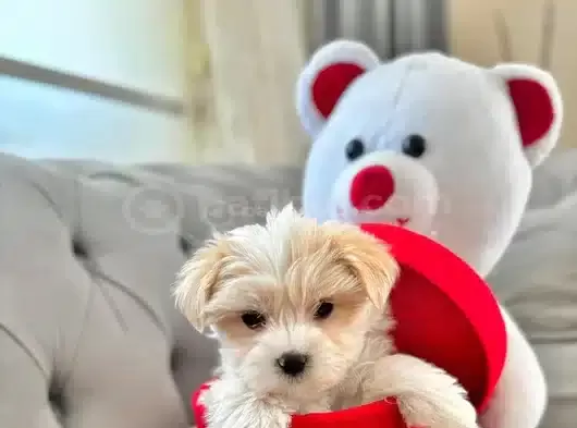 Maltipoo Yavrularımız Uygundur