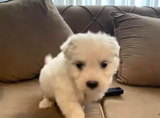Evinizin Neşesi Maltese Bebeklerimiz