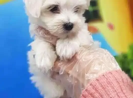 Mini Boy Maltese Bebeklerimiz