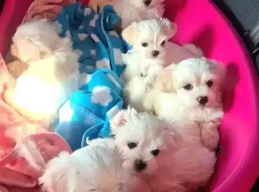 A Kalite Maltese Yavrularımız