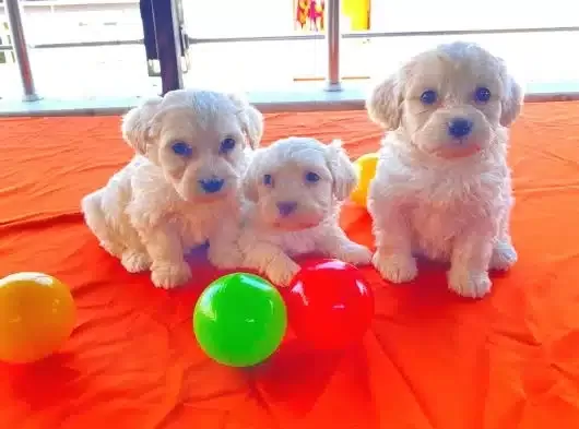 Topaç Gibi Maltese Bebeklerimiz