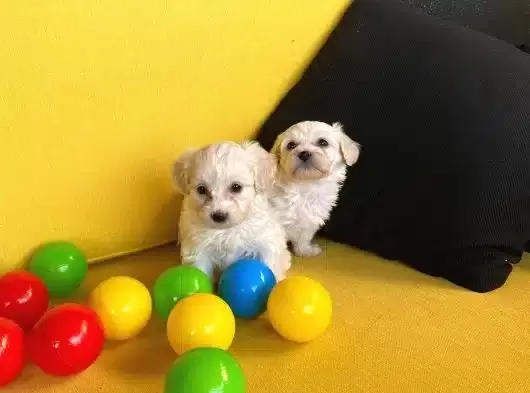 Yumoş Maltipoo Bebeklerimiz