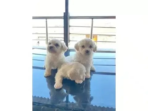 Topaç Gibi Maltese Bebeklerimiz